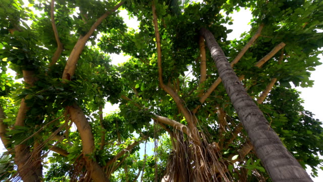 Großen-Banyan-Baum-in-Hawaii-in-Zeitlupe-180fps