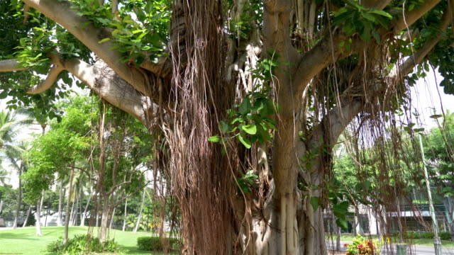 Large-banyan-tree-in-Hawaii-in-slow-motion-180fps