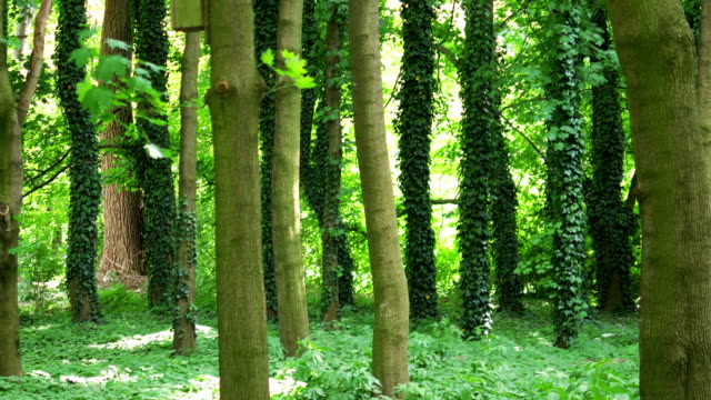 Bäume-im-Wald-in-4-k-Slow-Motion-60fps