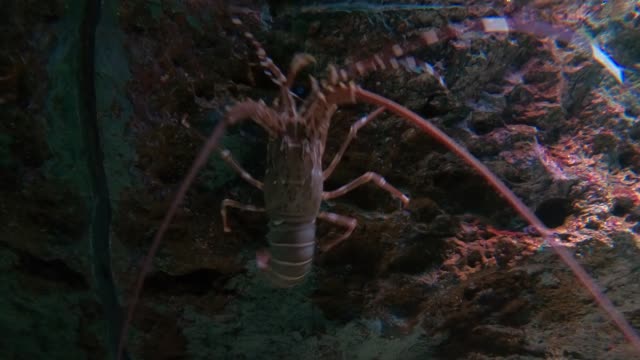 Lobster--in-fish-tank