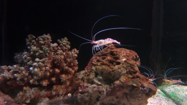 Marine-shrimp-Lysmata-amboinensis-(Cleaner-Shrimp).