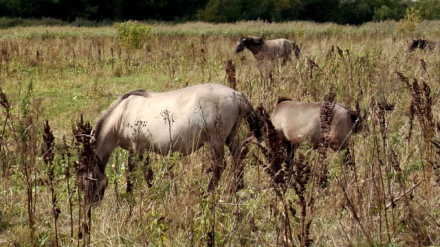 Caballos-salvajes-en-un-día-ventoso-y-gris.-Manada-de-caballos-salvajes-pastando-en-el-otoño-en-el-Prado.