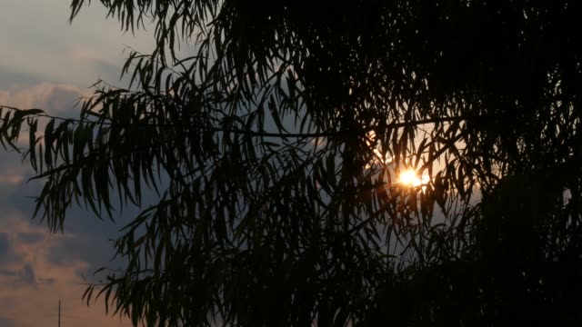 Sunset-through-the-trees
