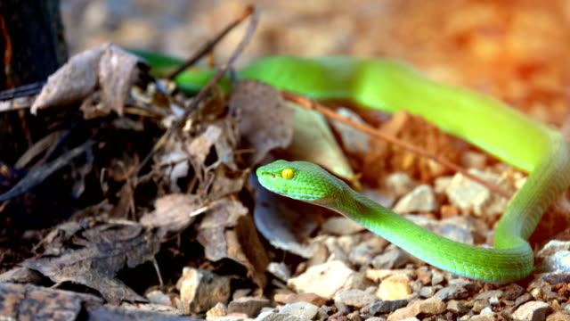 Serpiente-verde-de-hoyo-de-víboras-o-serpiente-albolabris-de-Trimeresurus-en-terreno-fondo