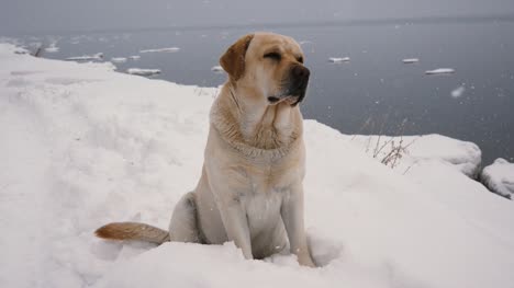 Perro-sin-hogar,-sentado-en-la-costa-en-fuertes-nevadas-en-invierno
