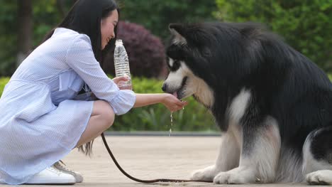 Young-woman-feeding-her-big-dog-water-with-bottle-and-hand,-4k