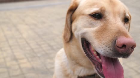 Portrait-of-lovely-Labrador-dog-,4k-slow-motion
