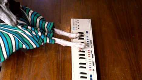 slow-motion-of-italian-greyhound-dog--in-striped-shirt-playing-keyboard-piano