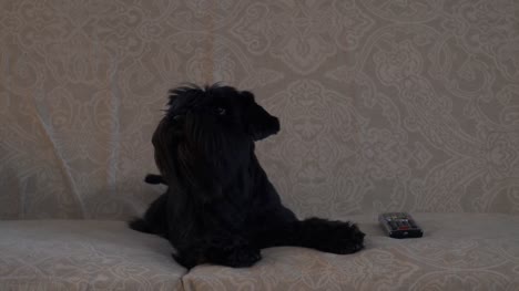 Schwarzer-liegt-Hund-auf-der-couch