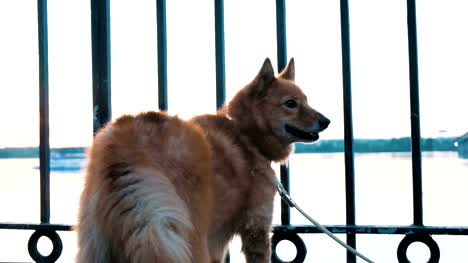 Red-dog-Karelo-Finnish-Laika-looks-at-the-water-on-the-quay-through-the-iron-fence-at-sunset