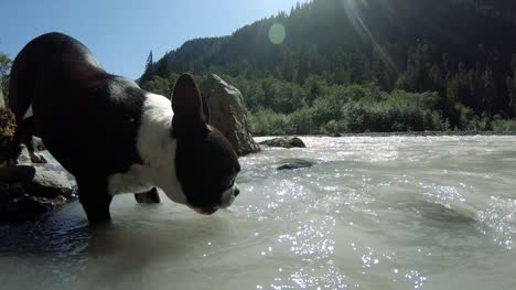 Perro-Boston-Terrier-en-naturaleza-beber-agua-del-río-blanco