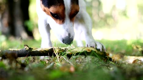 Jack-russell-fight-with-stick