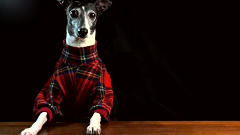 betrunken-italienischen-graue-Jagdhund-Hund-im-karierten-Hemd-fällt-einem-gleitenden-Bier-in-Bar