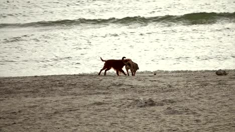 Hunde-spielen-am-Strand