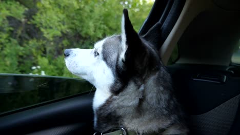Siberian-husky-dog-sticking-her-nose-out-from-the-window-of-automobile-and-looking-to-beautiful-nature-at-countryside.-Young-domestic-animal-sitting-in-backseat-of-moving-car-at-sunny-day.-Close-up