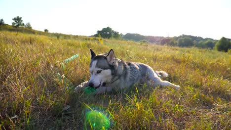 Dolly-shot-of-young-siberian-husky-dog-lying-on-green-grass-at-meadow-and-biting-a-plastic-bottle-on-sunset.-Portrait-of-playful-pet-at-field.-Summer-landscape-at-background.-Low-angle-view-Close-up