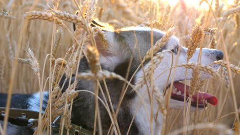 Close-up-of-young-siberian-husky-muzzle-breathing-with-sticking-out-tongue-at-golden-wheat-field-on-sunset.-Beautiful-domestic-animal-sitting-in-tall-spikelets-at-meadow-on-summer-day.-Side-view