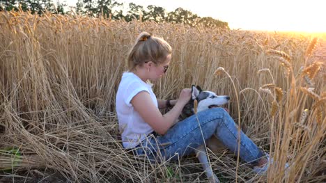 Dolly-shot-of-happy-woman-with-blonde-hair-sitting-in-field-of-ripe-wheat-and-caress-her-siberian-husky-dog-at-sunset.-Young-girl-in-sunglasses-stroking-her-cute-pet-among-golden-spikelets-at-meadow.