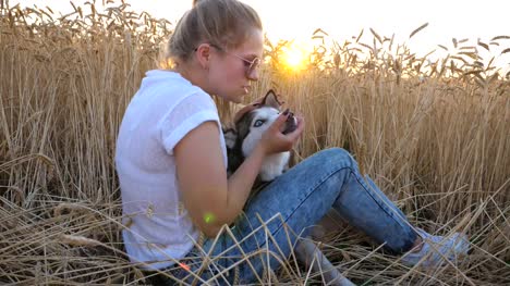 Young-girl-in-sunglasses-sitting-among-golden-spikelets-at-meadow-and-caress-her-husky-dog-at-sunset.-Happy-woman-with-blonde-hair-stroking-and-kissing-her-pet-in-field-of-ripe-wheat.-Side-view