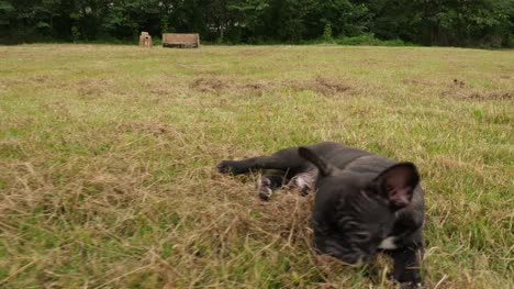Black-French-Bulldog-puppy-outdoor,4k