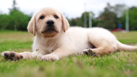 Close-up-of-one-Labrador-puppy-rest-outdoor,-4k