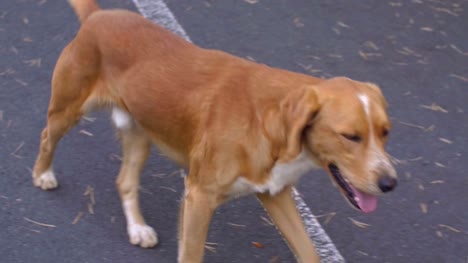 Perdido-perro-rojo-caminando-en-el-camino-y-mirando-que-cámara