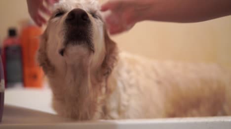 Frau,-die-einen-Hund-im-Bad-waschen