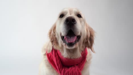 love-for-pets---funny-portrait-of-a-golden-retriever-in-a-warm-scarf-on-a-white-background