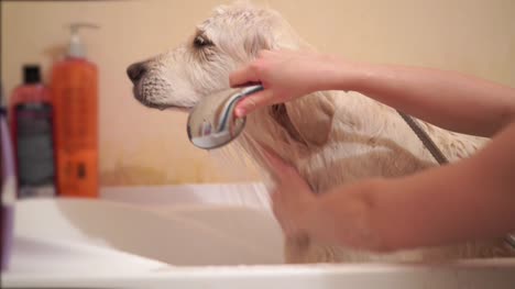 Frau,-die-einen-Hund-im-Bad-Waschen