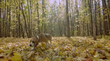 Perro-en-el-bosque-del-otoño