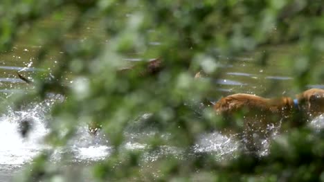 Perros-jugando-en-el-agua-en-4-k-lenta-60fps