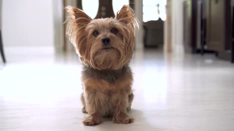 4K-portrait-of-Yorkshire-terrier-dog-sitting-on-the-floor-looking-at-camera