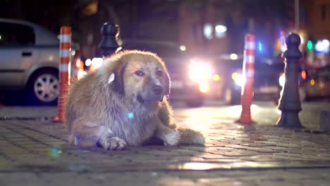 Stray-Dog-Lies-on-a-City-Street-at-Night-on-Background-of-Passing-Cars-and-People