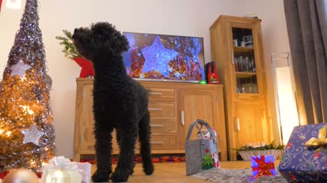 Nice-little-dog-(poodle)-brings-christmas-presents