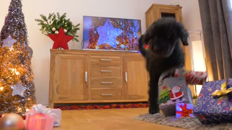 Schöner-kleine-Hund-(Pudel)-bringt-Weihnachtsgeschenke