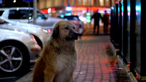 Homeless-Dog-Sits-on-a-City-Street-at-Night-on-Background-of-Passing-Cars-and-People
