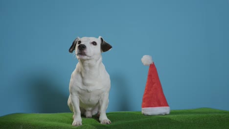 jack-russell-terrier-dog-with-santa-hat-on-turquoise-background