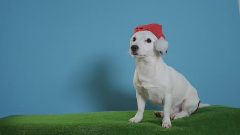 gato-perro-terrier-de-russell-con-sombrero-de-santa-sobre-fondo-turquesa