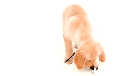 Linda-cachorro-jugando-con-estetoscopio