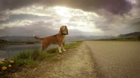 4-K-bewegliche-Kamera-Aufnahmen-von-einen-Beagle-während-die-zu-Fuß