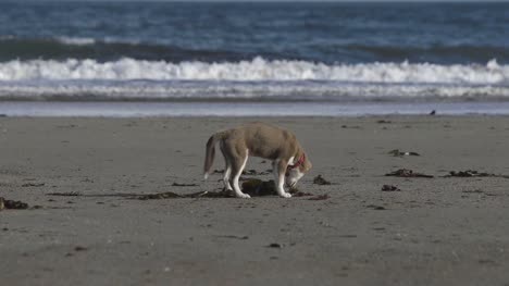 Linda-perro-Excavando-en-la-arena-de-la-playa