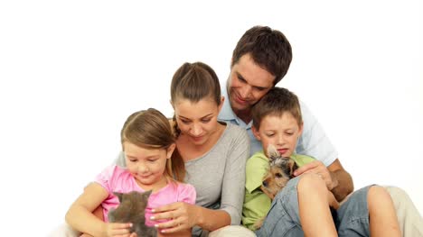 Süße-Familie-mit-grauen-Kätzchen-und-yorkshire-terrier-Welpen