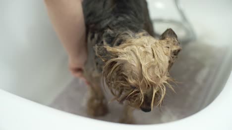 Little-York-Dog-Having-Bath