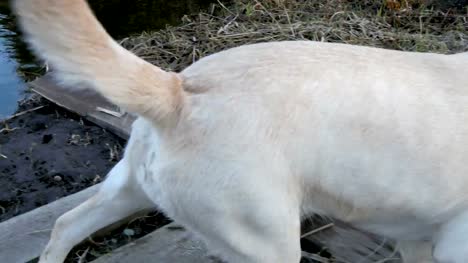 El-blanco-Perro-Labrador-estornudo-y-caminando-en-el-lago