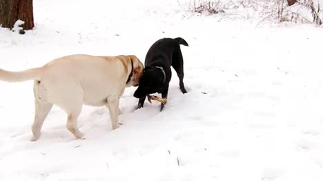 Zwei-Labrador-Hunde-zusammen-spielen