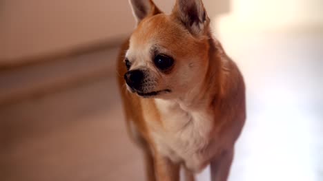 Chihuahua-Dog-Standing-On-Floor-Indoors