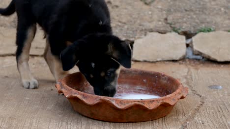 Two-puppies-eating-from-milk-bowl-in-the-garden