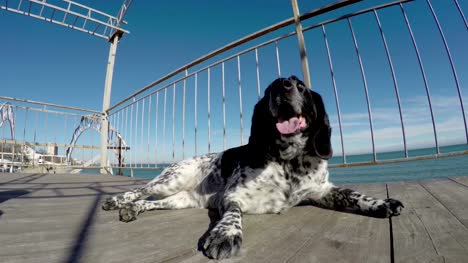 perro-descansando-frente-mar