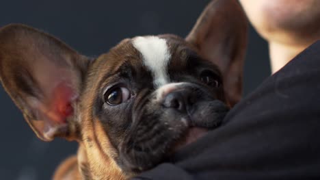 French-bulldog-puppy-held-in-hands,-close-up,-shot-on-R3D