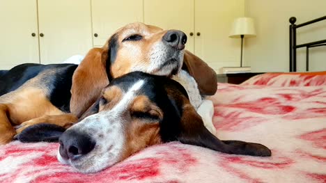 Dog-couple-sleeping-on-top-of-each-other.-A-sweet-moment-of-two-cute-pets.
